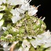 Pasiphila semochlora - Photo (c) Dougal Townsend,  זכויות יוצרים חלקיות (CC BY-NC), הועלה על ידי Dougal Townsend