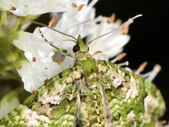 Pasiphila semochlora