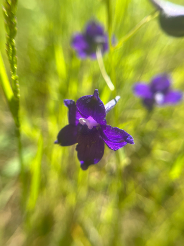 Menzies' Larkspur