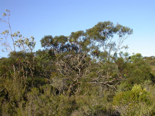 Eucalyptus sinuosa 2