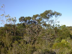 Eucalyptus sinuosa
