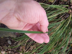 Carex solandri