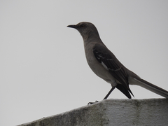 Mimus polyglottos