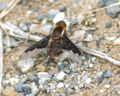 Hemipenthes seminiger