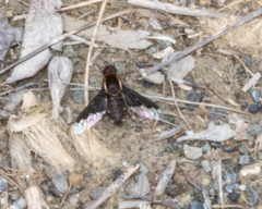 Hemipenthes seminiger