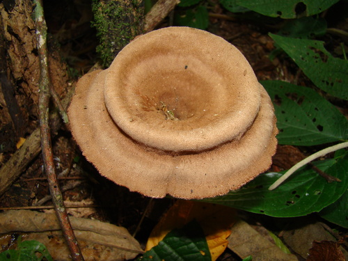 Panus velutinus