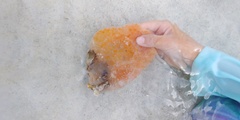 Aplidium stellatum