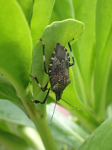 Yellow-spotted Stink Bug