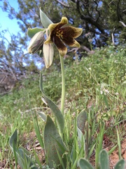 Fritillaria agrestis