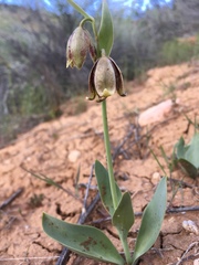 Fritillaria agrestis