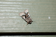 Behrensia conchiformis