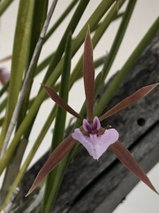 Encyclia bractescens