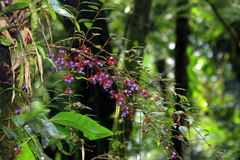 Miconia blepharodes
