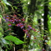 Miconia blepharodes - Photo (c) Douglas Bete, some rights reserved (CC BY-NC), uploaded by Douglas Bete