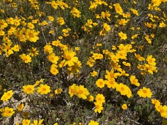 Leptosyne calliopsidea