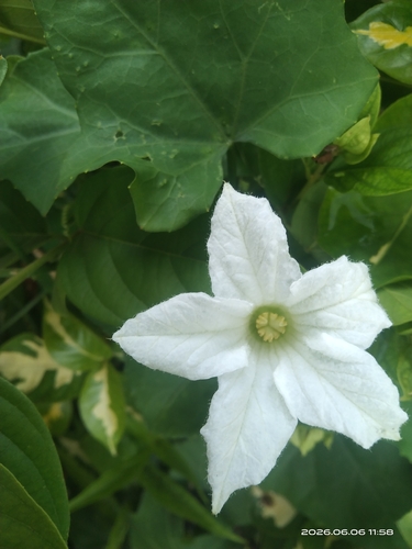 Ivy gourd
