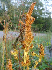 Amaranthus