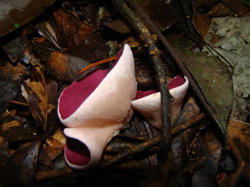 mauve elfcup