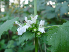 Ballota nigra