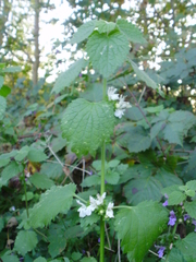 Ballota nigra