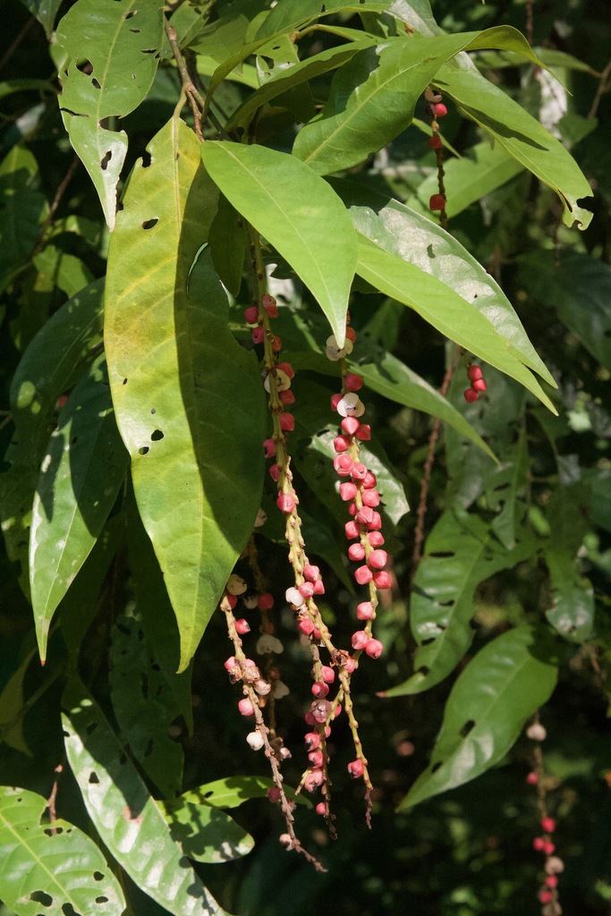 Coccoloba acuminata