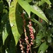 Coccoloba acuminata - Photo (c) Riley Fortier, algunos derechos reservados (CC BY-NC), subido por Riley Fortier