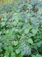 Ballota nigra
