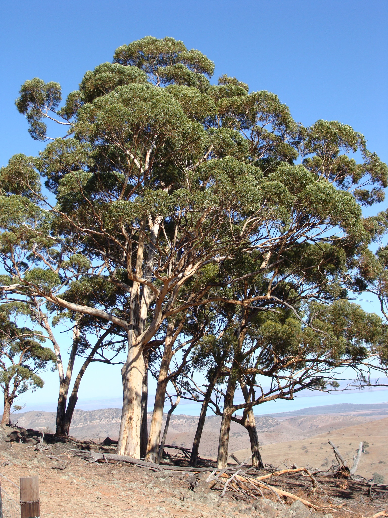 Eucalyptus cladocalyx