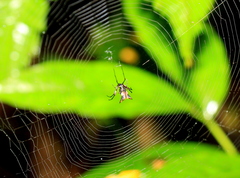 Micrathena nigrichelis