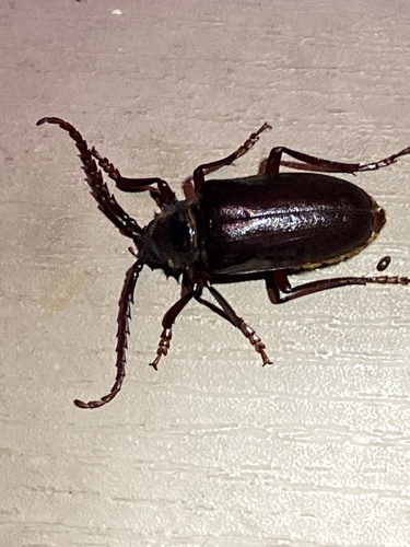 iNaturalist observation photo of California Root Borer
