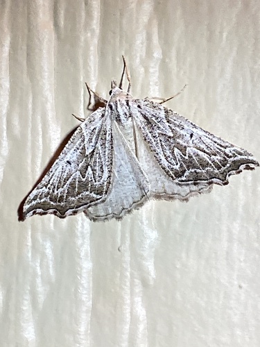 iNaturalist observation photo of Plataea personaria