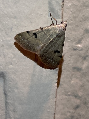 iNaturalist observation photo of Hemeroplanis historialis