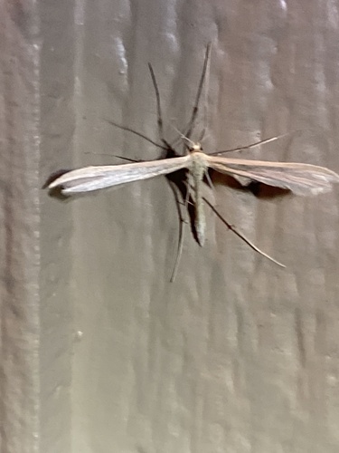 iNaturalist observation photo of Baccharis Borer