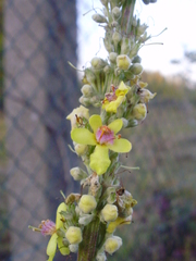 Verbascum nigrum