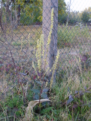 Verbascum nigrum