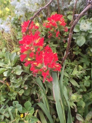 Castilleja affinis