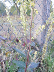 Verbascum nigrum