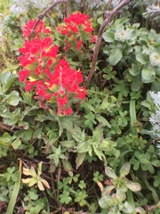 Castilleja affinis