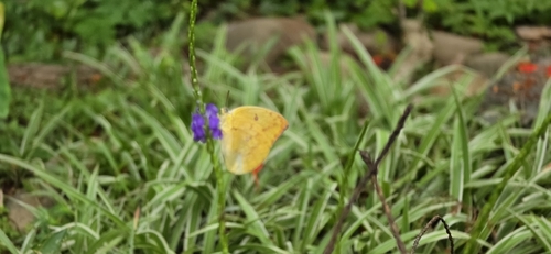 Lemon Migrant