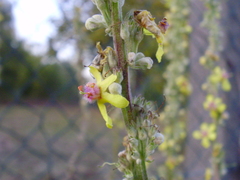 Verbascum nigrum
