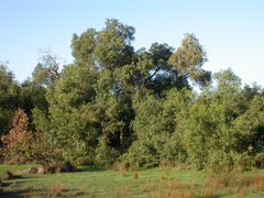 Eucalyptus paludicola