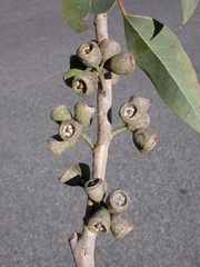 Eucalyptus paludicola