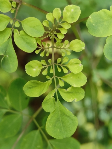 Boenninghausenia albiflora, photograph 5