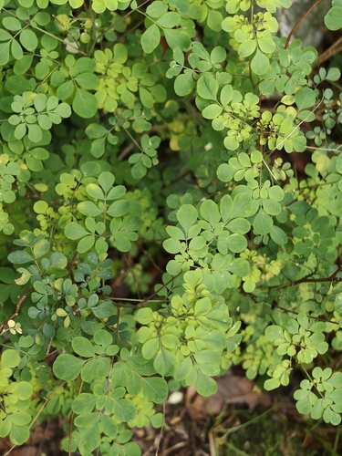 Boenninghausenia albiflora, photograph 6