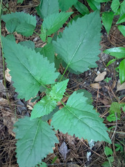 Ageratina jucunda, photograph (c) Melissa Meadows, some rights reserved (CC BY)