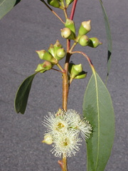 Eucalyptus paludicola
