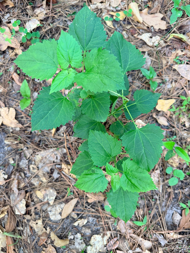 Ageratina jucunda