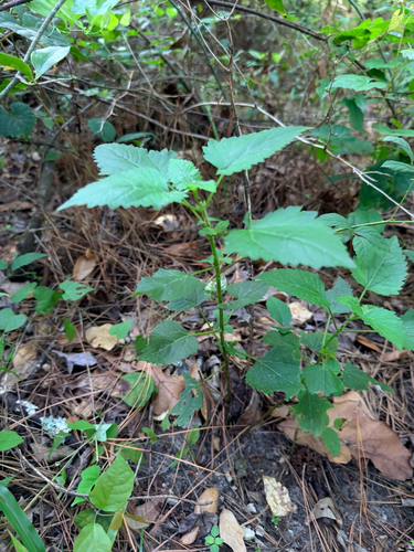 Ageratina jucunda, photograph 3