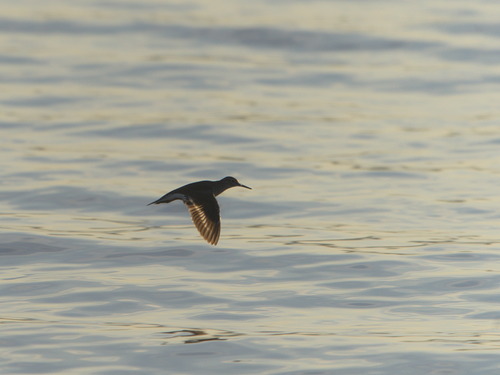 iNaturalist image