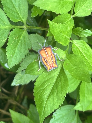 Lychee Stink Bug